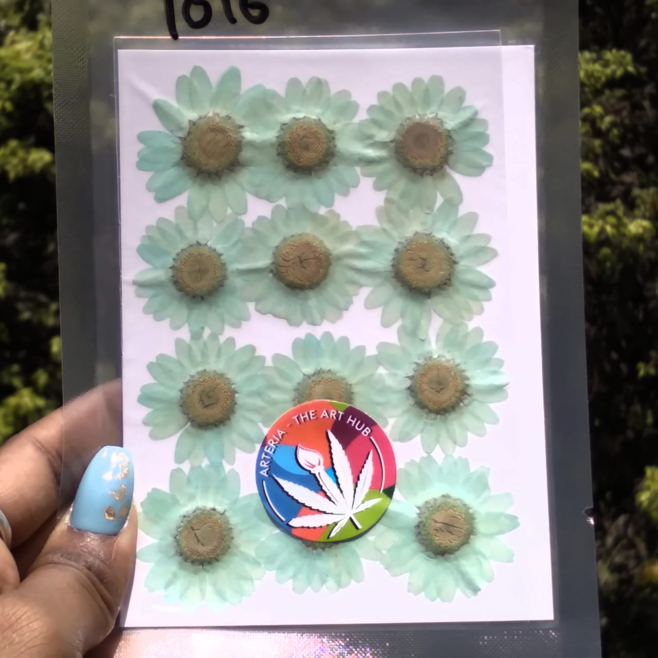 Pressed Daisies- Aquamarine