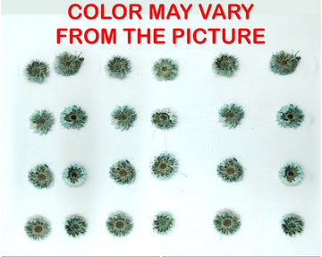 24PCS Mini dried Sunflower- sea green