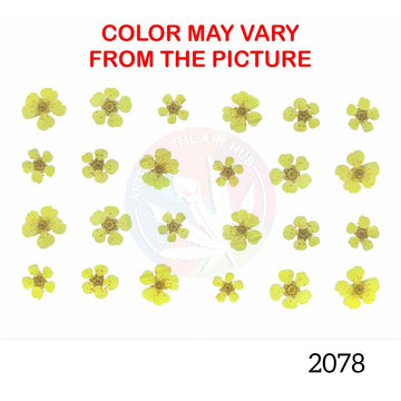 Yellow plum blossom pressed flower