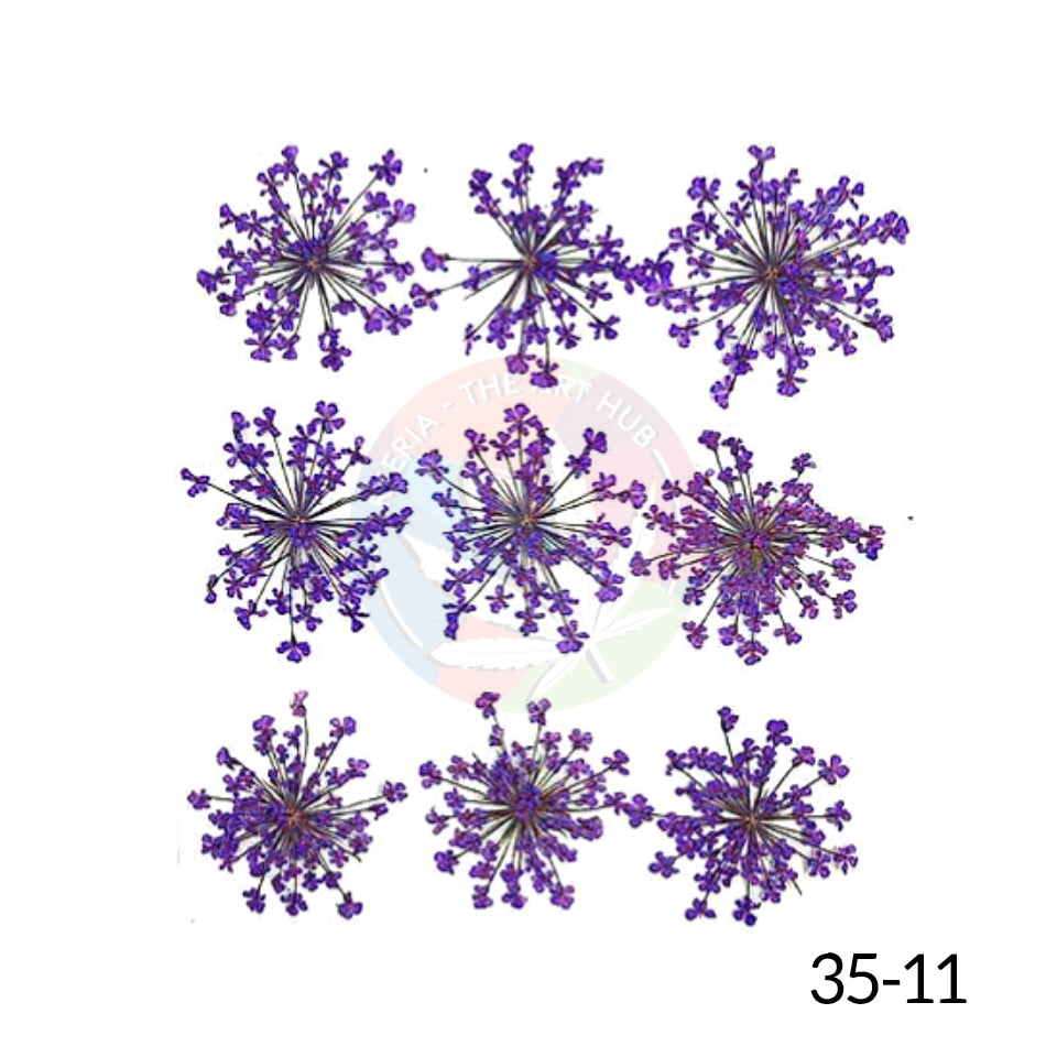 Pressed Queen Annes Lace Flowers - Purple