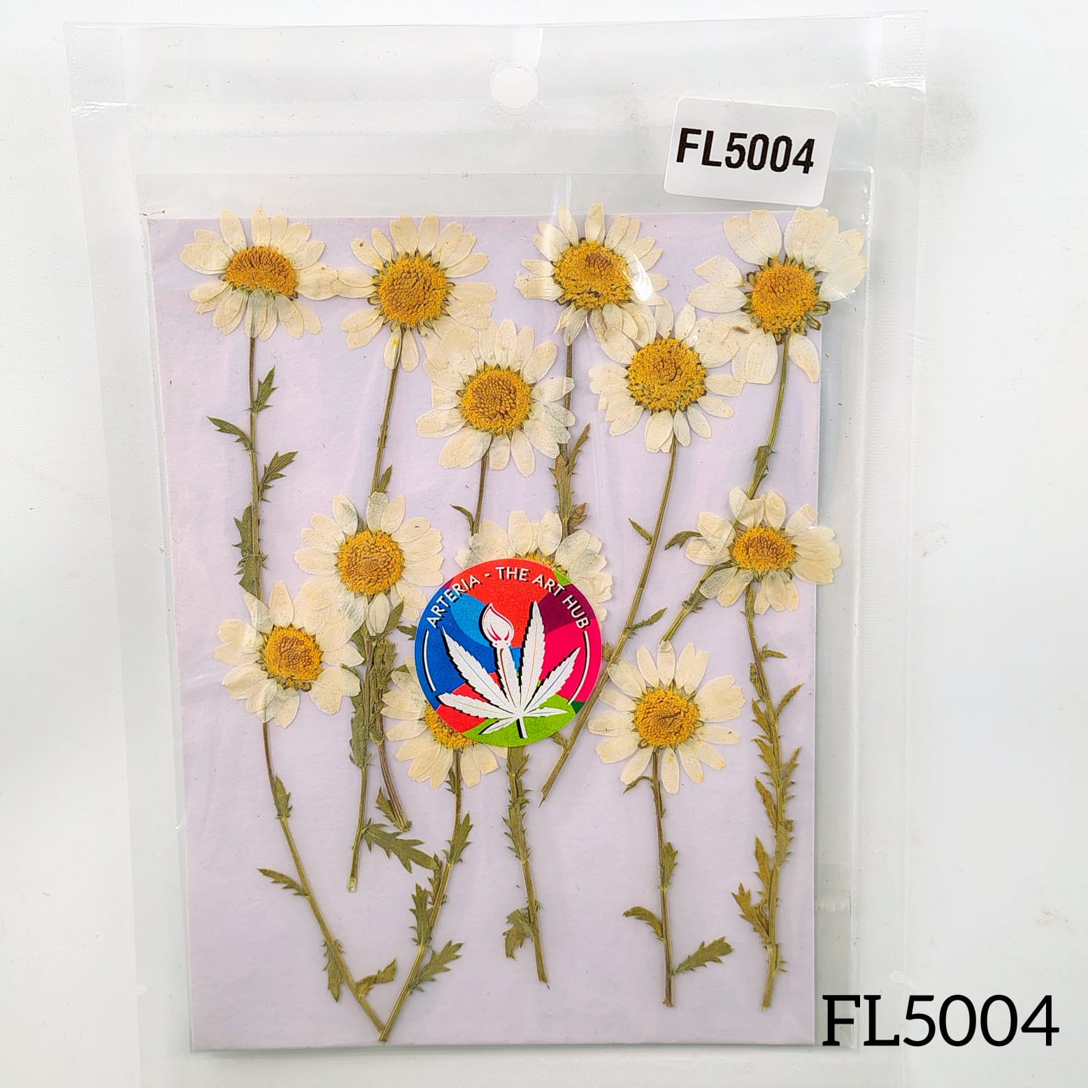 White Daisies with Stem Dry Pressed Flower- 12 Pcs